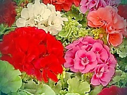 комнатный цветок пеларгония фото