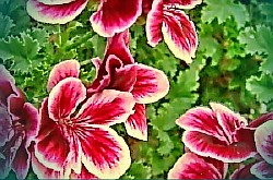 пеларгония petals